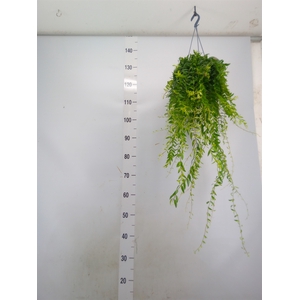 Aeschynanthus  'Japhrolepis'