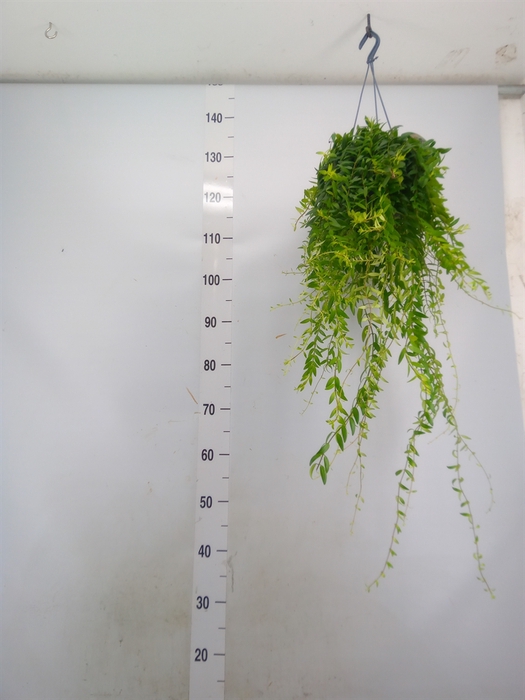 <h4>Aeschynanthus  'Japhrolepis'</h4>