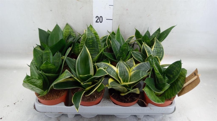 <h4>Sansevieria trifa. 'Hahnii'</h4>