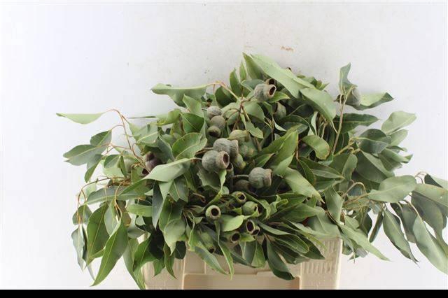 <h4>EUCA OV MET BES</h4>