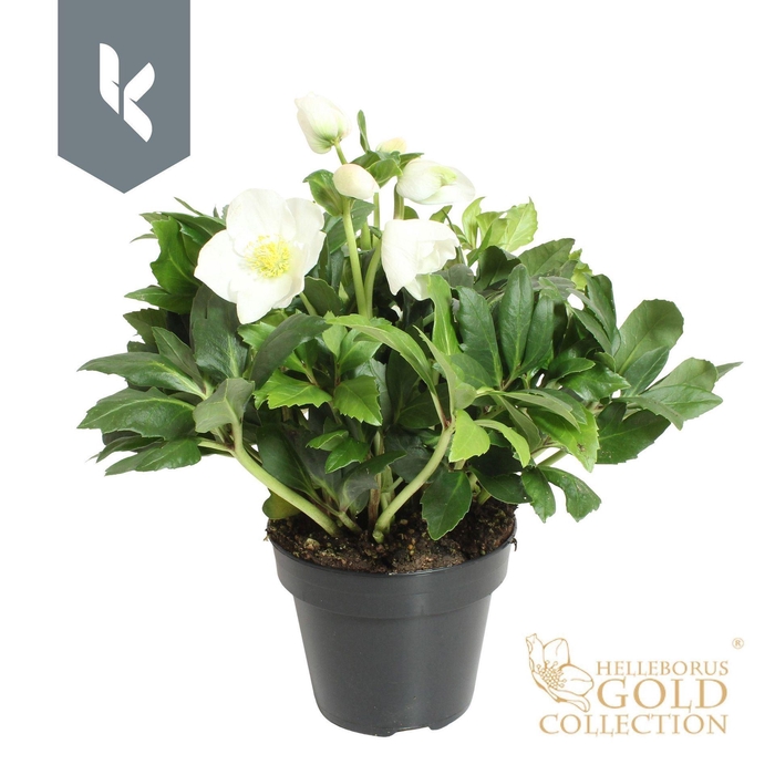 <h4>Helleborus HGC Jonas</h4>