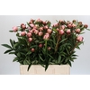 Paeonia Sarah Bernhardt Ongeplozen