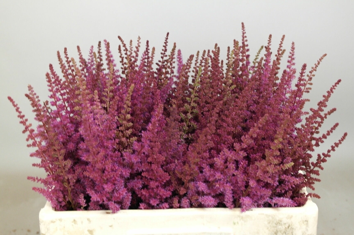 <h4>Astilbe Maggie Daley</h4>