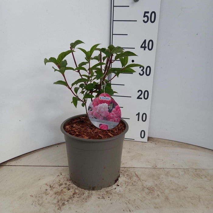<h4>Hydrangea paniculata Vanille-Frais</h4>