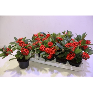 arr8 Skim Ja Oberries Red