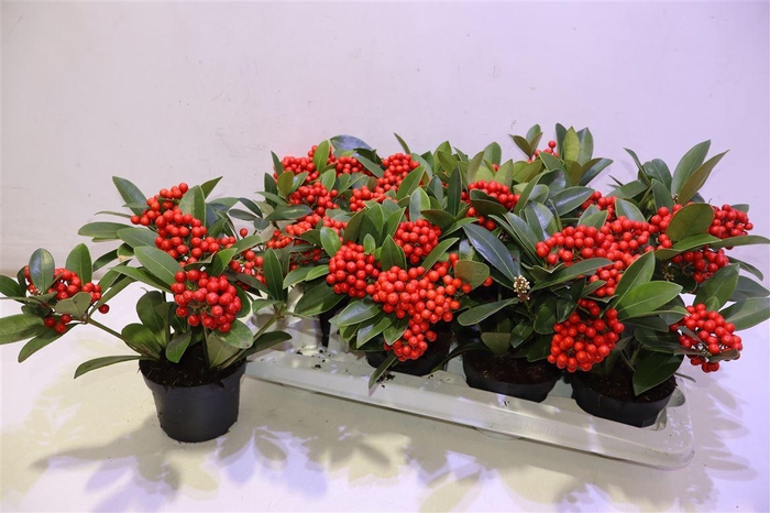 <h4>Skim Ja Oberries Red</h4>