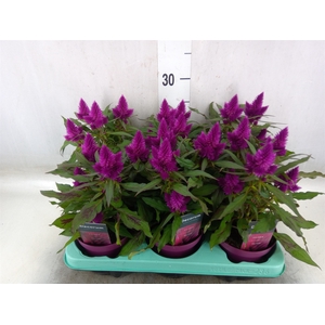 Celosia arg. SP 'Deep Purple'
