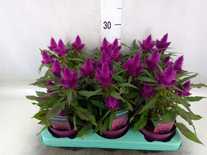 <h4>Celosia arg. SP 'Deep Purple'</h4>