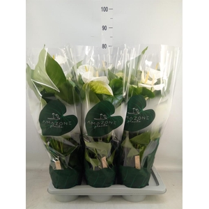 Anthurium andr. 'Samora'