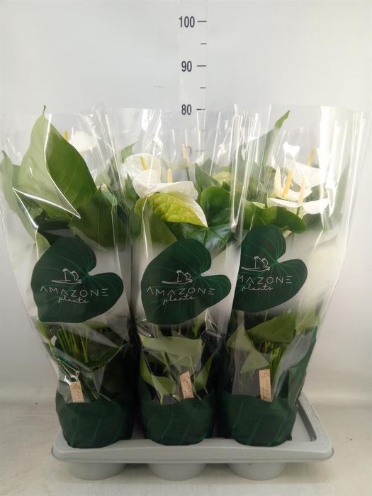 <h4>Anthurium andr. 'Samora'</h4>