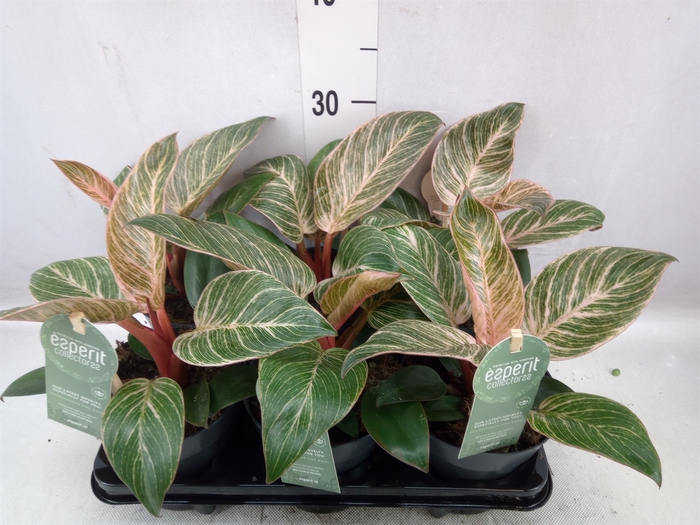 <h4>Philodendron erub. 'Pink Bikini'</h4>