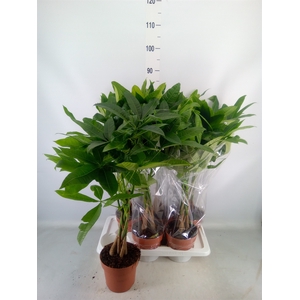 Pachira aquatica