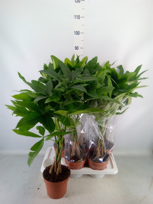 <h4>Pachira aquatica</h4>