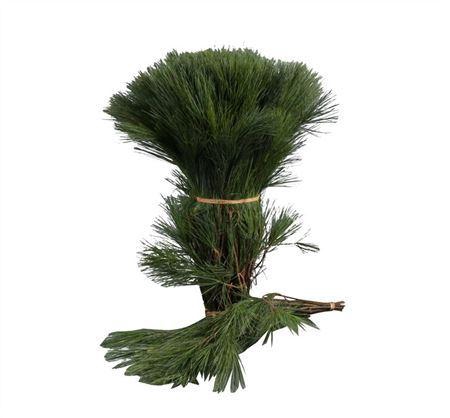 <h4>Pinus Strobus Seidenkiefer Extra 60 Cm</h4>