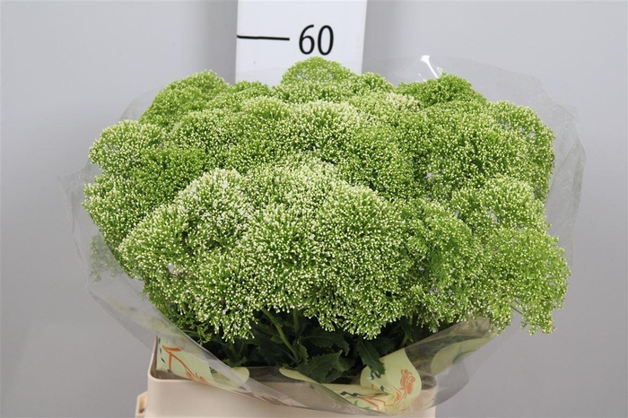 <h4>Trach Lake Powell</h4>