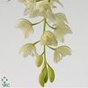 Cymbidium Ice Cascade 14Ø 60cm 3st