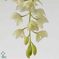 Cymbidium Ice Cascade 14Ø 60cm 3st