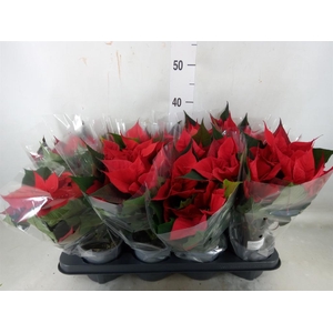 Euphorbia pulc.   ...