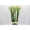 Ornithogalum Saundersiae
