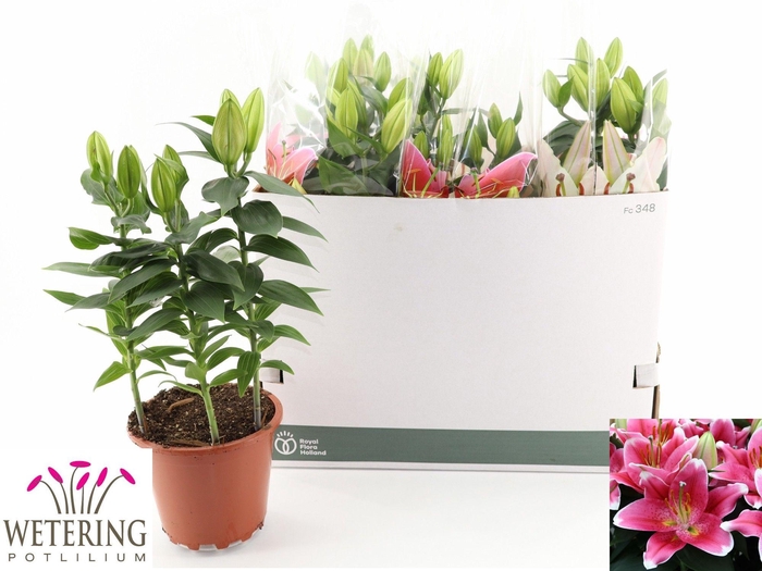 <h4>LIL OR SUNNY ROBYN</h4>