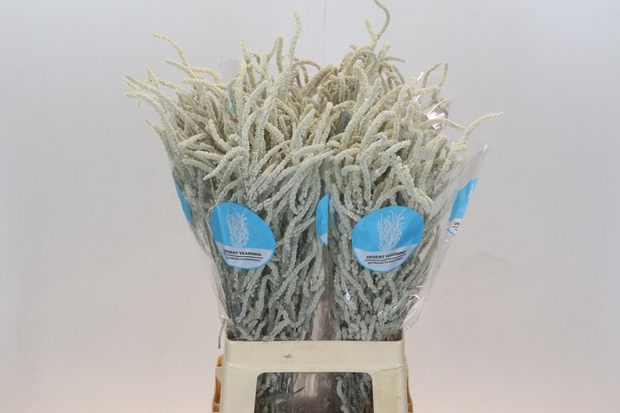 <h4>Amaranthus Yearming Desert</h4>