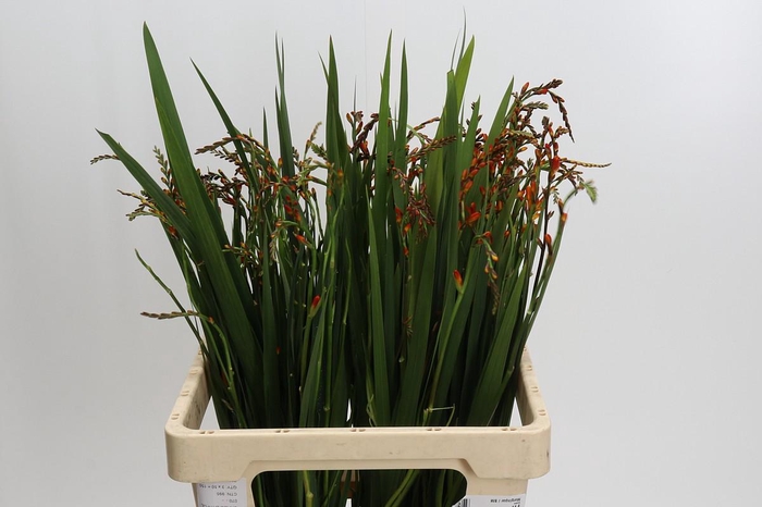 <h4>Crocosmia Red King</h4>