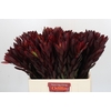 Leucadendron Saf Sunset Dark R.