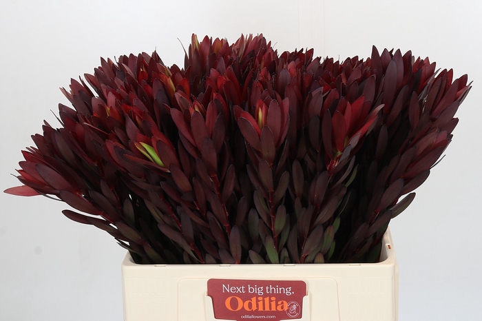 <h4>Leucadendron Saf Sunset Dark R.</h4>