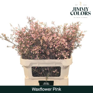 Waxflower premium L80 Klbh. Roze