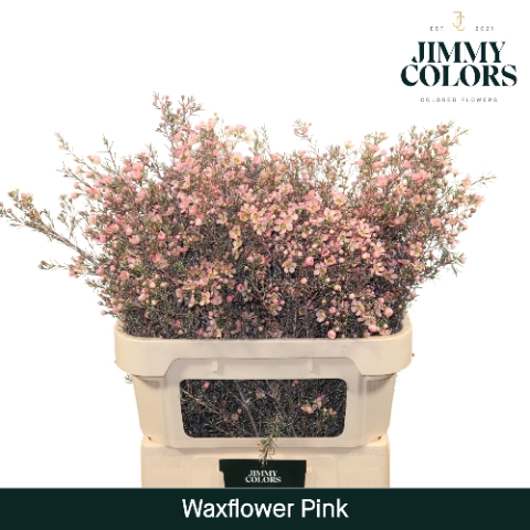 <h4>Waxflower premium L80 Klbh. Roze</h4>