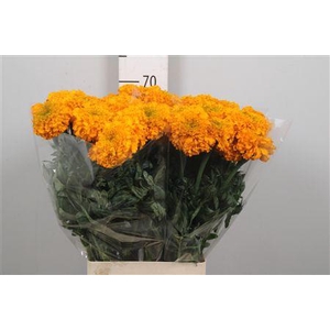 Tag E Pr Light Orange