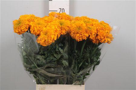 <h4>Tag E Pr Light Orange</h4>