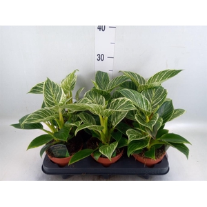 Philodendron   ...