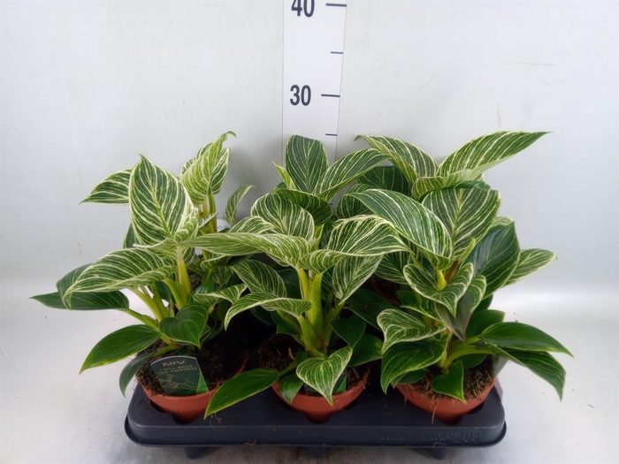 Philodendron   ...