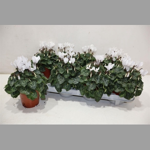 Cycl Kl Sup Verano White