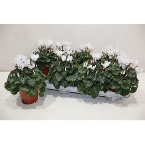 Cycl Kl Sup Verano White