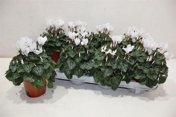 <h4>Cycl Kl Sup Verano White</h4>