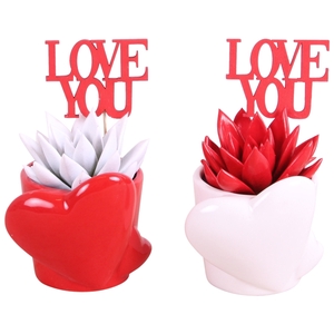 Valentine Arr. Succulent Ceramic Heart pot Red/White Ø10cm 1PP