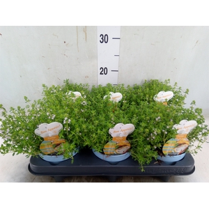 Thymus vulgaris 'Compactus'