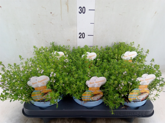 <h4>Thymus vulgaris 'Compactus'</h4>