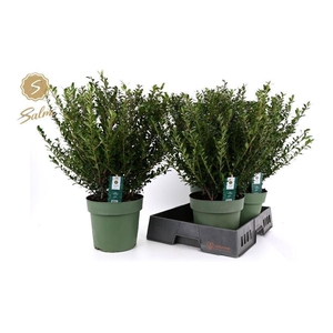 ILEX CRENATA JENNY