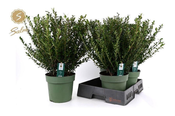 <h4>ILEX CRENATA JENNY</h4>