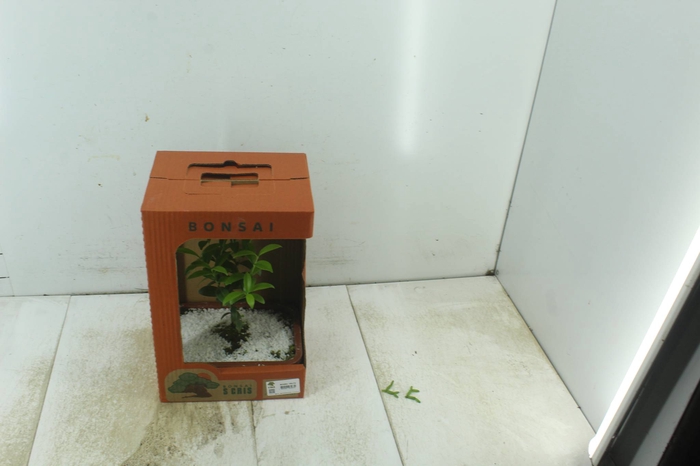 <h4>BONSAI FRUTA VASO PLASTICO 1.1L</h4>