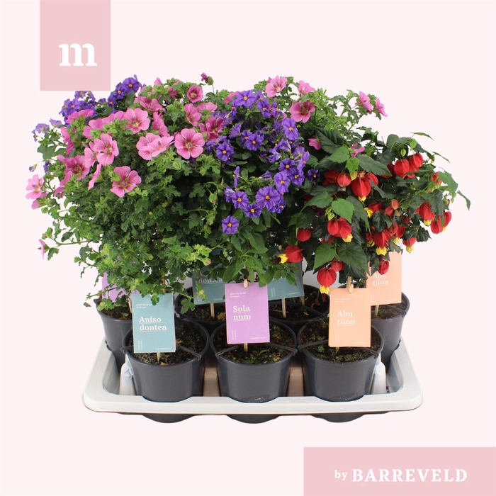 <h4>Kuipplanten   ...mix        [Patio]</h4>