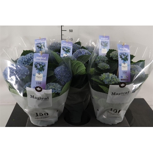 Hydrangea 14 Cm. P. Blue Mag. Revolution 5+ Sch.