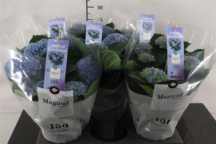 <h4>! Hydrangea 14 Cm. P. Blue Mag. Revolution 5+ Sch.</h4>