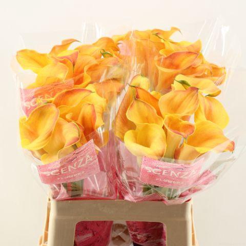 <h4>Zant Capt Odeon Scenza</h4>