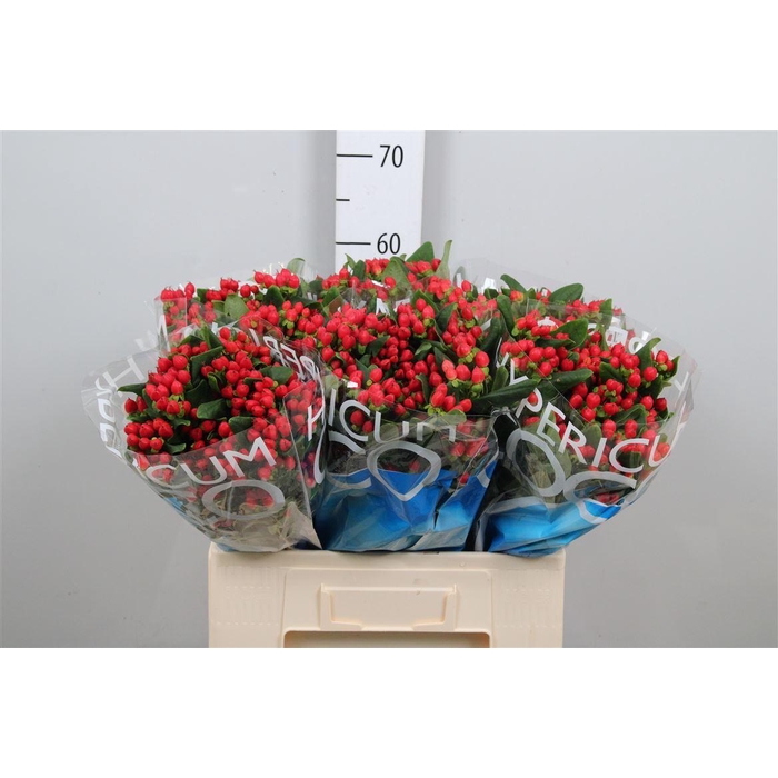 <h4>Hyp Coco Diablo</h4>