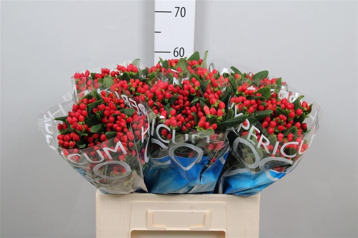 <h4>Hyp Coco Diablo</h4>