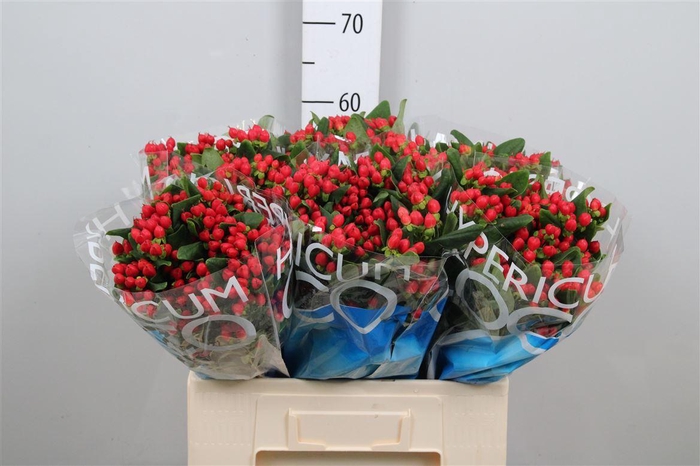 <h4>Hyp Coco Diablo</h4>